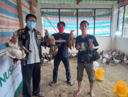 PAC Ansor Rappocini Panen Perdana Ayam Kampung