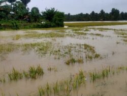 Kisah Pilu Petani di Bone, Gigit Jari Akibat Padi Terendam Banjir