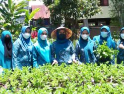 Mantapkan Program Tanaman Produktif Pakarangan Rumah, PKK Sinjai Rutin Lakukan Monitoring