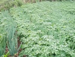 Pulihkan Ekonomi di Masa Pandemi, Masyarakat Sinjai Lakukan Bertani Hortikultura, Begini Konsepnya