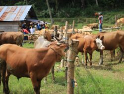 Program Sapi Suntik Yang Dicanangkan Bupati ASA Lipat Gandakan Keuntungan Peternak di Sinjai