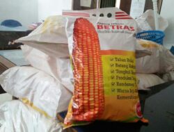 Bantu Petani, Pemkab Sinjai Bagikan 27 Ton Benih Jagung Hibrida Ke 150 Kelompok Tani