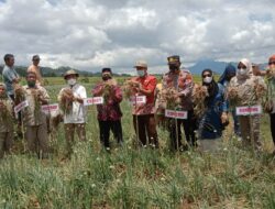 Panen Komoditas Bawang Merah Di Sinjai Barat Melimpah, Pemkab Sinjai Sebut Potensi Besar Untuk Kesejahteraan Petani