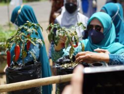 TP PKK Sinjai Bina Masyarakat Manfaatkan Halaman Pekarangan Rumah