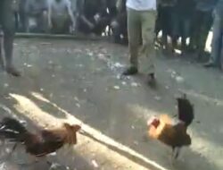 Di Duga Dibekingi APH,Judi Sabung Ayam Di Libureng Dikeluhkan Warga.