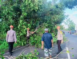 Pohon Tumbang Di Bone Halangi Pengendara, Tim Sar Brimob langsung Diterjunkan