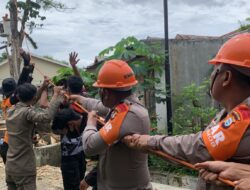 Membahayakan Warga,Tim SAR Gabungan Kabupaten Bone Evakuasi Pohon Lapuk