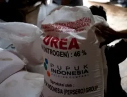 Harga Pupuk Bersubsidi Di Bone Diatas HET, Petani Menjerit