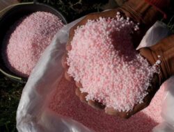 Harga Pupuk Bersubsidi Di Bone Capai 200 Ribu Perzak, Petani : Tolong Seleraskan