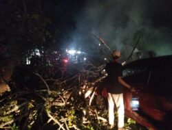 Akibat Dibakar Warga,Pohon Besar di Bone Tumbang dan Menimpa Mobil yang Melintas